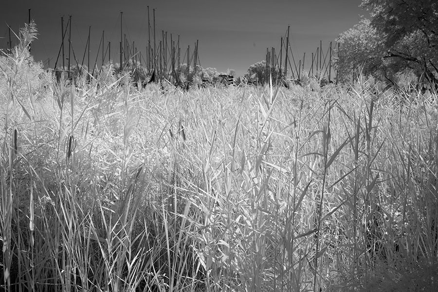 Infrared Photo of Tall Wetlands Grasses with Saillboat Masts Behind